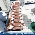 Tampa Bay, Florida Hogfish Private Fish Charters.