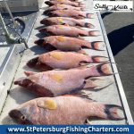 Tampa Bay, Florida Hogfish Private Fish Charters.